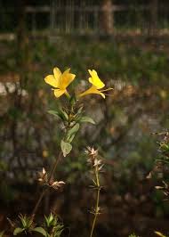 Image result for Gnidia burchellii