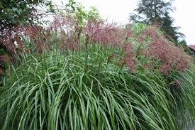 Geschickt kombiniert sorgen sie für außergewöhnliche pflanzerlebnisse und machen jeden garten lebendig. Pflegeleichte Ziergraser Kaufen Native Plants