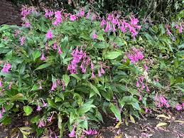Image result for Strobilanthes hamiltoniana