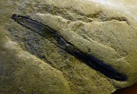 Image result for Corycium