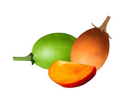 Image result for Mimusops