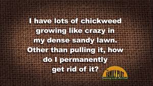 Spray patches of chickweed with vinegar or herbicide. Q A How Do I Kill Chickweed In My Grass Youtube