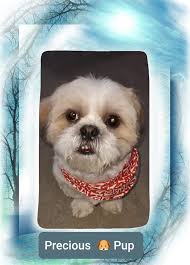 Handsome Hershey and Gorgeous Gladys enjoying their new Bandanas from  Jo-Jo's Crafts by Jo -Anne. Thank you Jackie for our two precious babies  Opal Shih Tzu Family