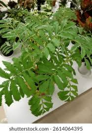 Image result for Melianthaceae