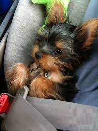 I M All Ears Yorkie Puppy Terrier Puppies Yorkshire Terrier Puppies