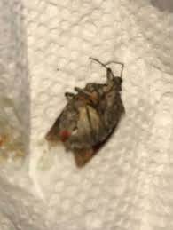 Best pest control saint petersburg. Pest Identification Photos Pest Control Canada