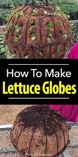 How To Make A Lettuce Ball Basket Indoor Garten Gemuse Anbauen Container Garten