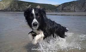 Wandelen met je hond over het strand is een heerlijk uitje en meeste honden zijn hier dan ook gek op! Zee Zand En Honden In Overvloed De Beste Britse Stranden Voor Free Running