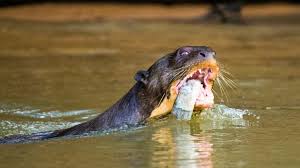 Image result for Orthanthera