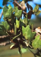 Image result for Ptaeroxylon obliquum