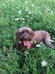 61 Pudelpointers Ideas Hunting Dogs Dogs Bird Dogs