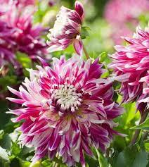 Dahlia Vancouver Vancouver Dahlia Decorative Dahlias Dinner Plate Dahlias Dinnerplate Dahlias Giant Dahlias Purple Dahl Dahlia Dahlia Flower Plants