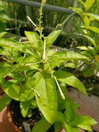 Image result for Cestrum nocturnum