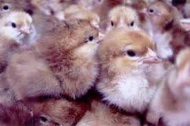 Rhode island red chickens are a popular american domestic breed of chicken. Rhode Island Red Baby Chicken Chicks For Sale Cackle Hatchery