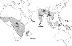 Image result for Exacum zombense