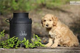 Check spelling or type a new query. Cockapoo Puppy For Sale Near Hampton Roads Virginia 199adba2 4731