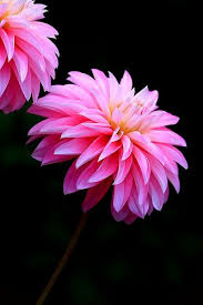 Flower Portrait Flowers Beautiful Flowers Pretty Flowers