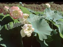 Image result for Lotus discolor
