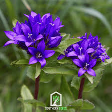 Image result for campanula glomerata
