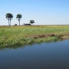 Image result for Chamaecrista zambesica