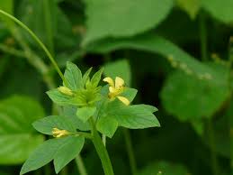 Image result for Cleomaceae