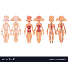 But while our core temperature remains fairly stable. Human Body Men And Women Human Body Temps Are Lower And The Reasons Are Intriguing Conflict Resolution Unit Download 22 480 Body Human Man Woman Stock Illustrations Vectors Clipart For