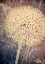 A Dandelion Farmer Dandelion Farmer Flowers