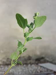 Image result for Chenopodium opulifolium
