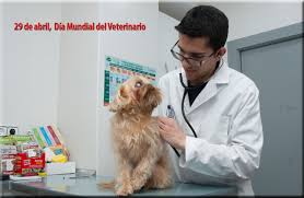 Algunos veterinarios se especializan, por ejemplo, en animales domésticos, ganado, caballos y animales de zoológico. La Profesion Veterinaria Y Las Clinicas De Pequenos Animales Elmundodelperro Net