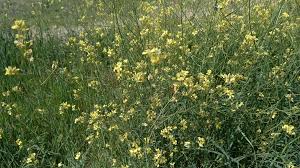 Image result for Sisymbrium orientale