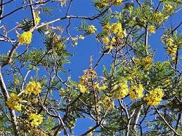 Image result for Rhigozum zambesiacum