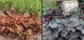 Palace Purple Coralbells Knowledgebase Johnson S Nursery Purple palace heuchera are an extremely attractive option for edging borders. palace purple coralbells