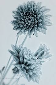 Bildergebnis Fur Black Dahlia Tattoo Dahlia Tattoo Flower Tattoo Drawings Flower Tattoos