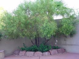 Nonshowy summer flowers are followed by dry fruits. African Sumac In The Zone