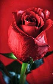 Pin En Rosas Bonitas