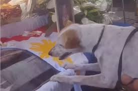 Jun 24, 2021 · aaron foldenauer, dianne morales, raymond mcguire, paperboy love prince, art chang, shaun donovan and joycelyn taylor each finished with less than 5 percent of the vote. Buboy Good Boy Buboy Dog Waits For Professor Who Died Of Heart Attack Stray Dog