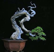 Ribuan gambar baru berkualitas tinggi ditambahkan setiap hari. Think Bonsai Home Facebook