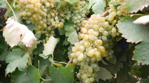 Image result for Manniella