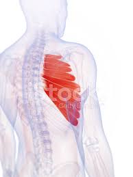A muscle of the medial thigh that originates on the pubis. Serratus Anterior Muscle Stock Photos Freeimages Com
