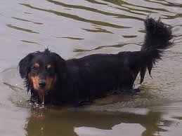 Black And Tan Australian Shepherd English Shepherd Black Tan Male English Shepherd English Shepherd Dogs Animals