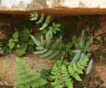 Image result for Pellaea longipilosa