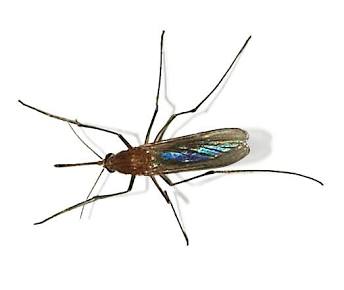 Culex pipiens - Wikipedia