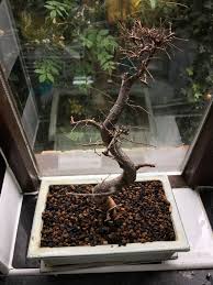 Unfortunately, we get cries for help quite often on our forums. How To Revive A Bonsai That Was Repotted After It Was Dying Of Overwatering Gardening Landscaping Stack Exchange