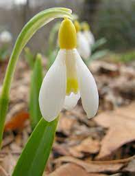 Do All Snowdrops Look Alike Shade Garden Beautiful Flowers Plants
