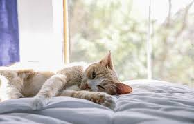 August 8 is world cat day aka international cat day!as far as cattime is concerned, there can never be enough cat holidays. Global Cat Day Living With Ailurophobia
