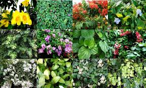 Climbing plants such as these creepers may just be the perfect option! Garden Climbers And Creepers In Malaysia And Singapore Climbers And Creepers Scientific Names