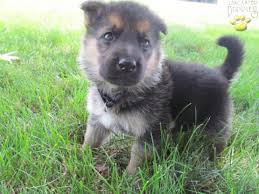 Before buying a german shepherd mix puppy and bringing them home, be sure to talk to the breeder about the other parent breed. Sparky German Shepherd Puppy For Sale In Sugarcreek Oh Happy Valentines Day Happyvalentinesday2016i