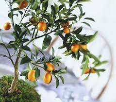 El Kinoto Es Una Fruta Llena De Vitaminas Kinoto Quinoto Fruta