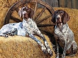 Started and finished english pointers for sale in texas. Breeders Of Braco German Short Hair In Spain