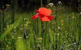 Check spelling or type a new query. Poppy Flower Meaning Symbolism And Colors